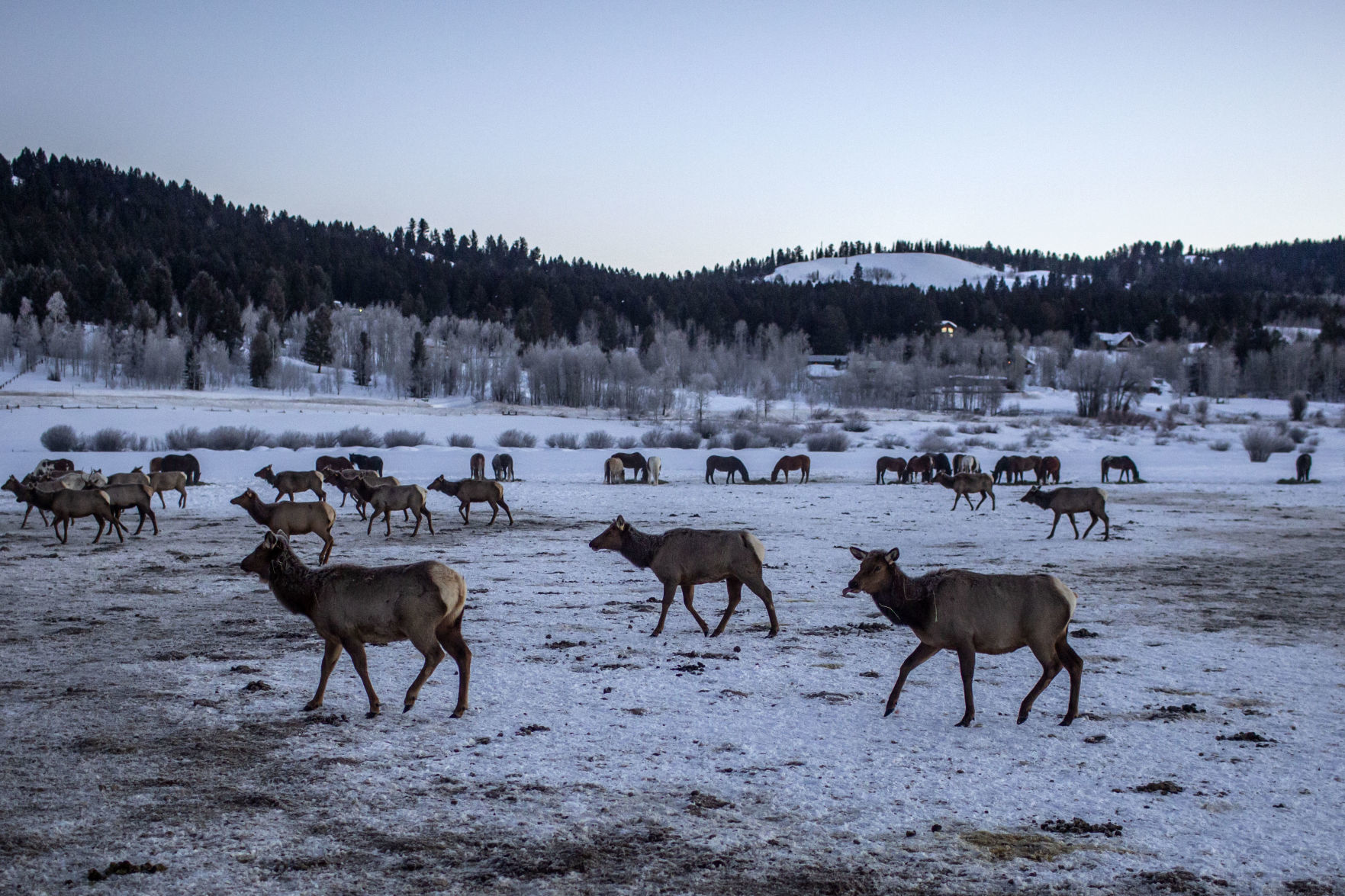 Elk feeding at Heart Six Ranch